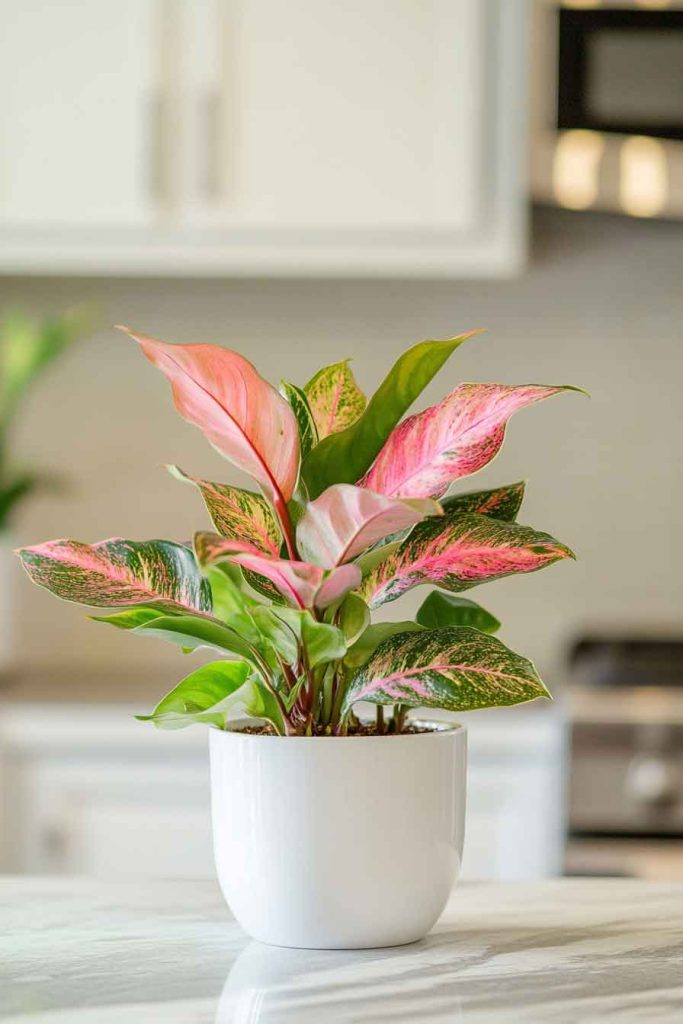 Aglaonema on Kitchen Counter