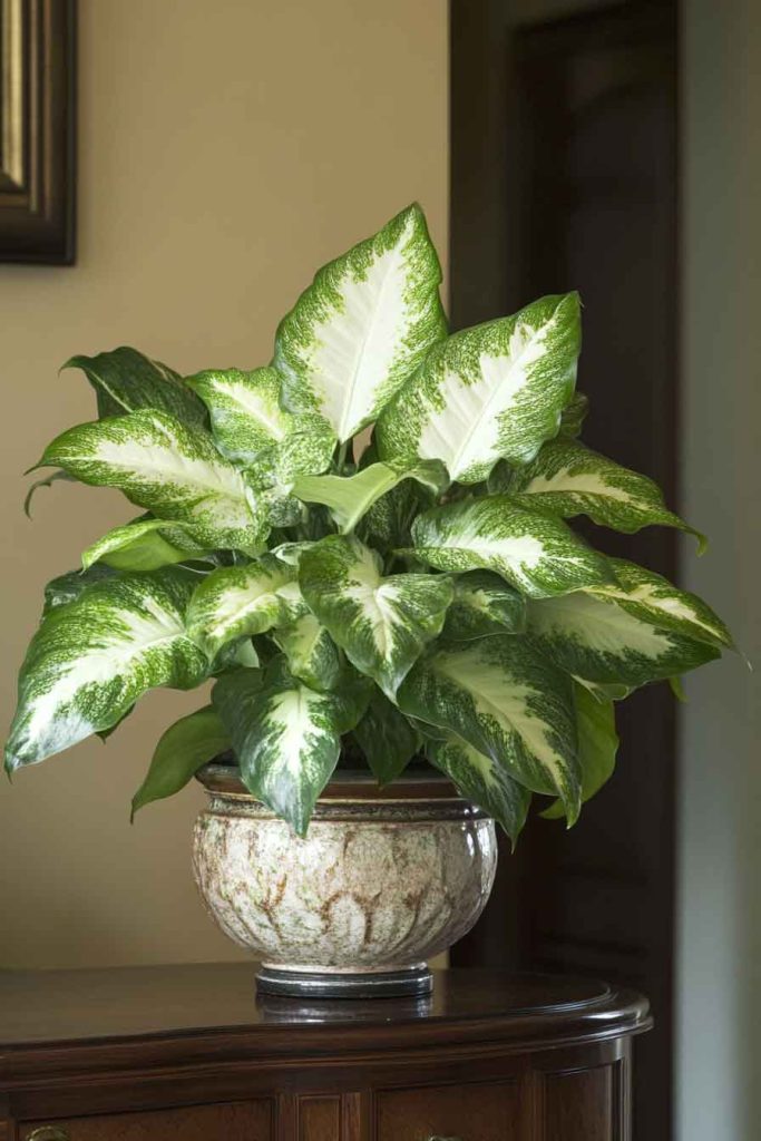 Dieffenbachia in Decorative Pot