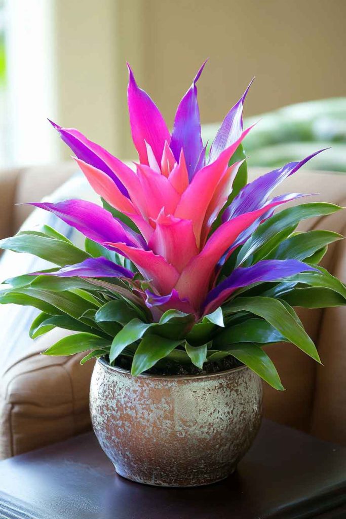 Bromeliad on Side Table