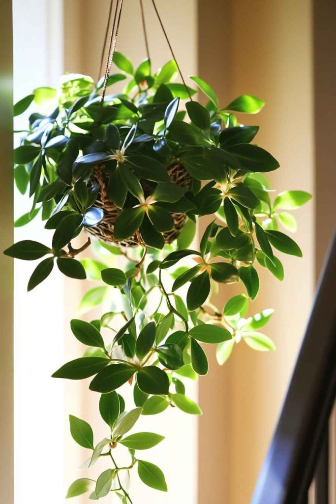 Hoya in Hanging Basket
