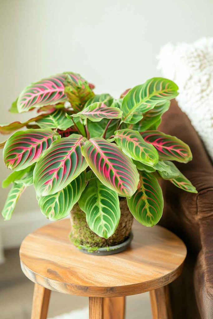Maranta on Plant Stand