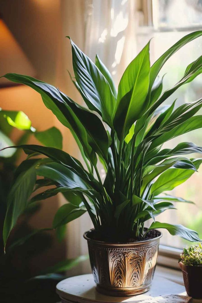 Aspidistra in Vintage Planter