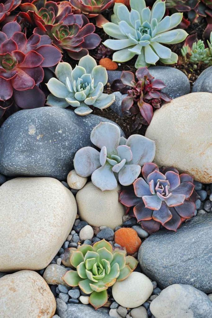 River Rock Succulent Garden