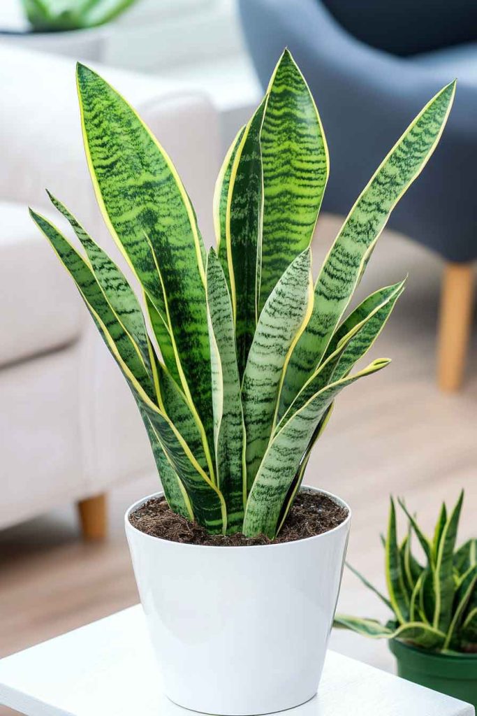 Snake Plant (Sansevieria)
