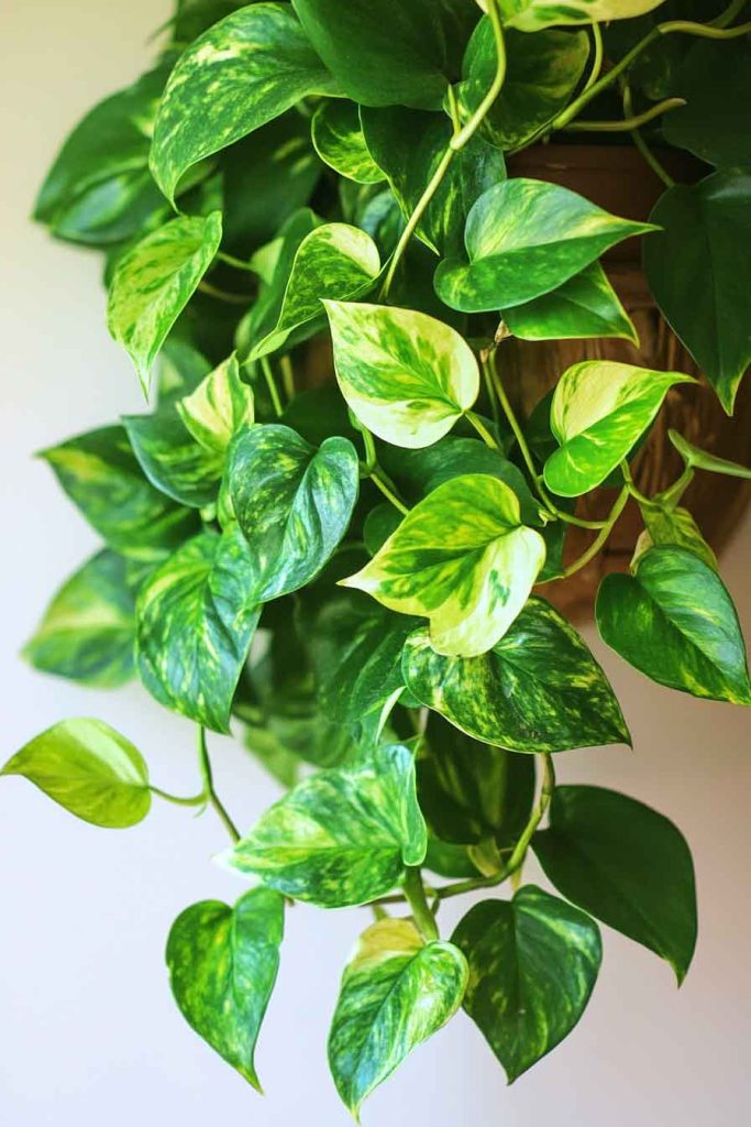 Pothos (Devil's Ivy)