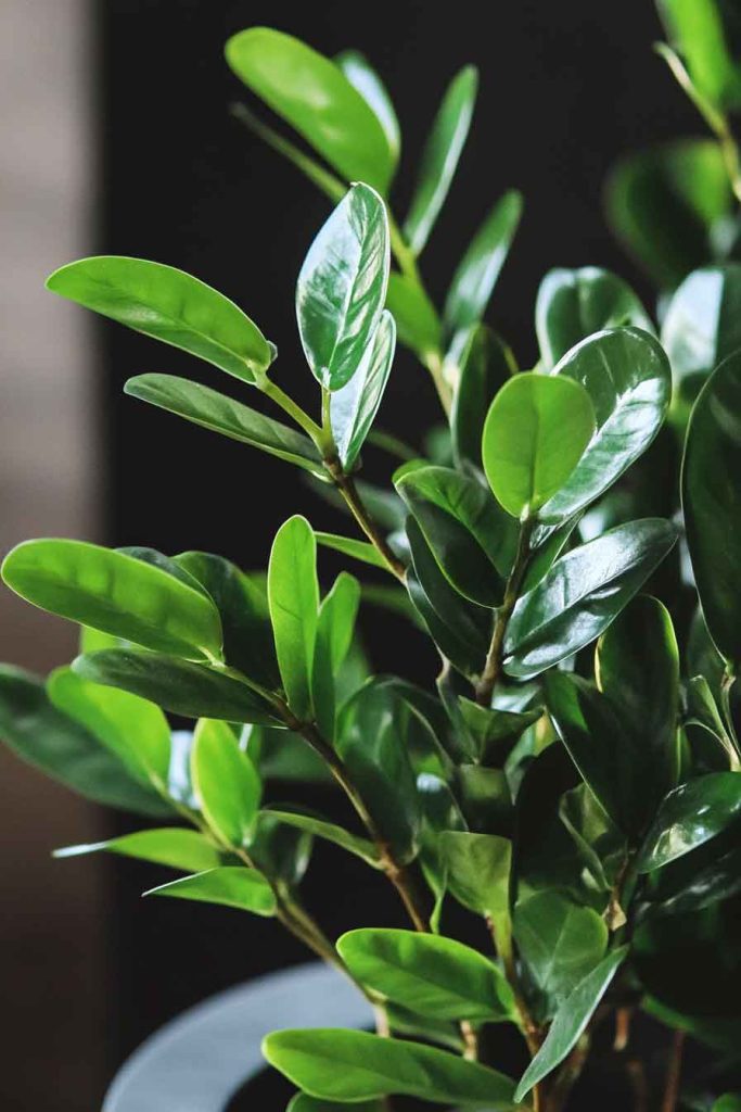 ZZ Plant (Zamioculcas Zamiifolia)