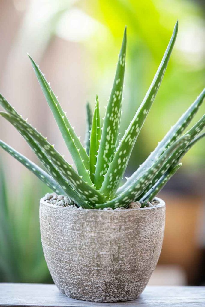 Aloe Vera