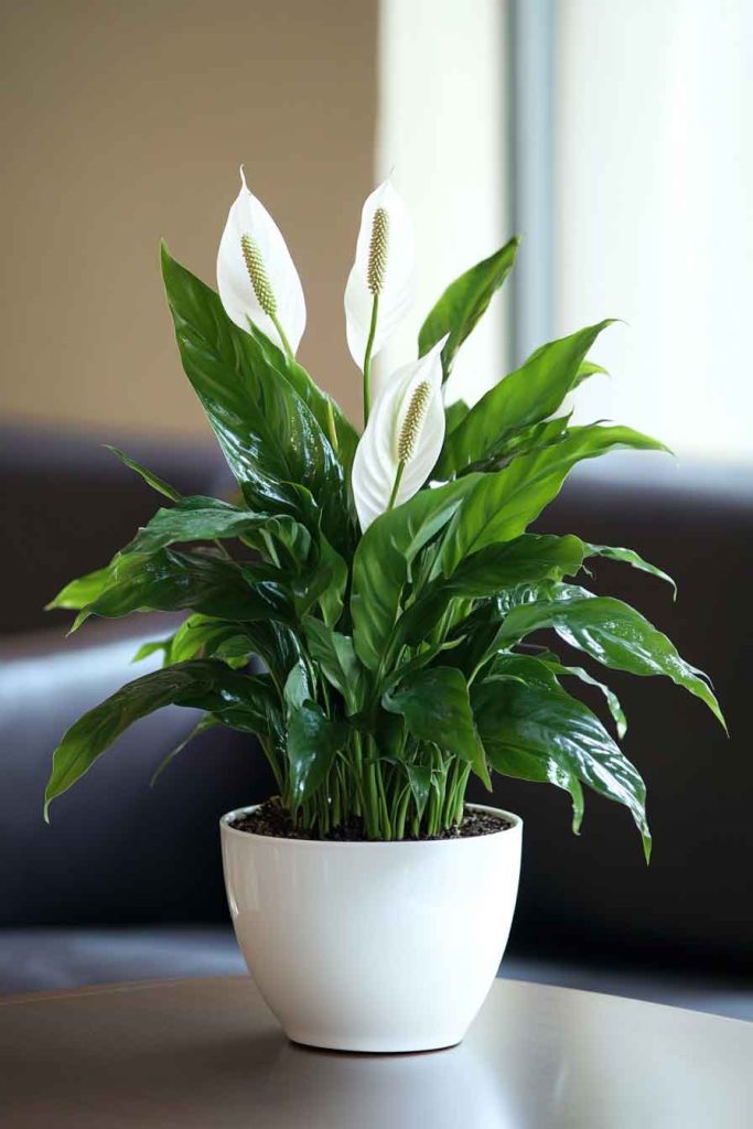 Peace Lily