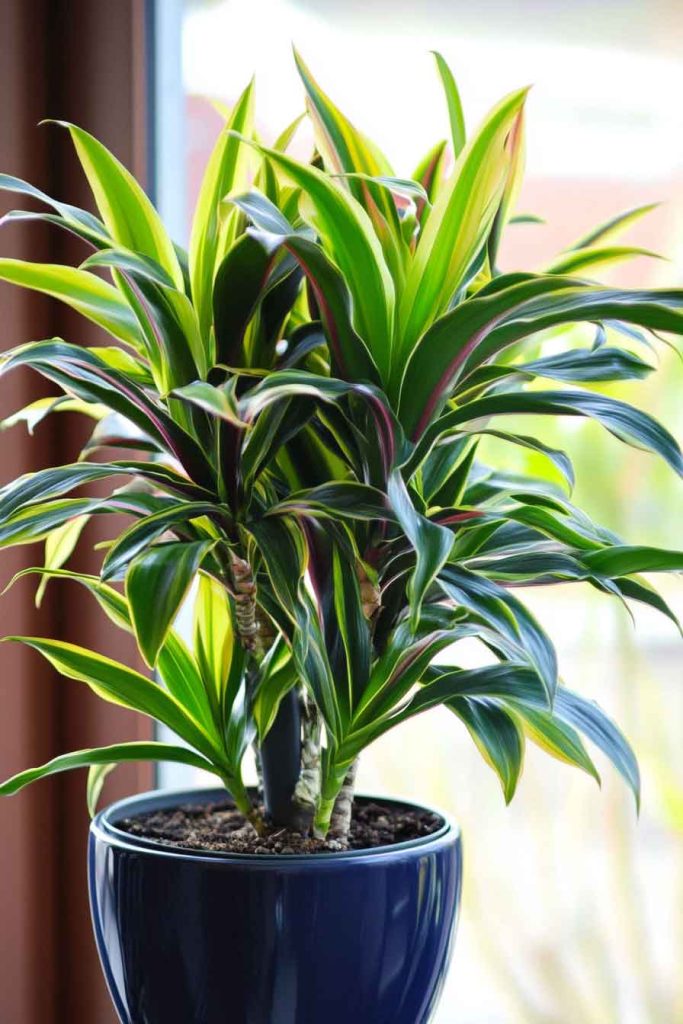 Dracaena