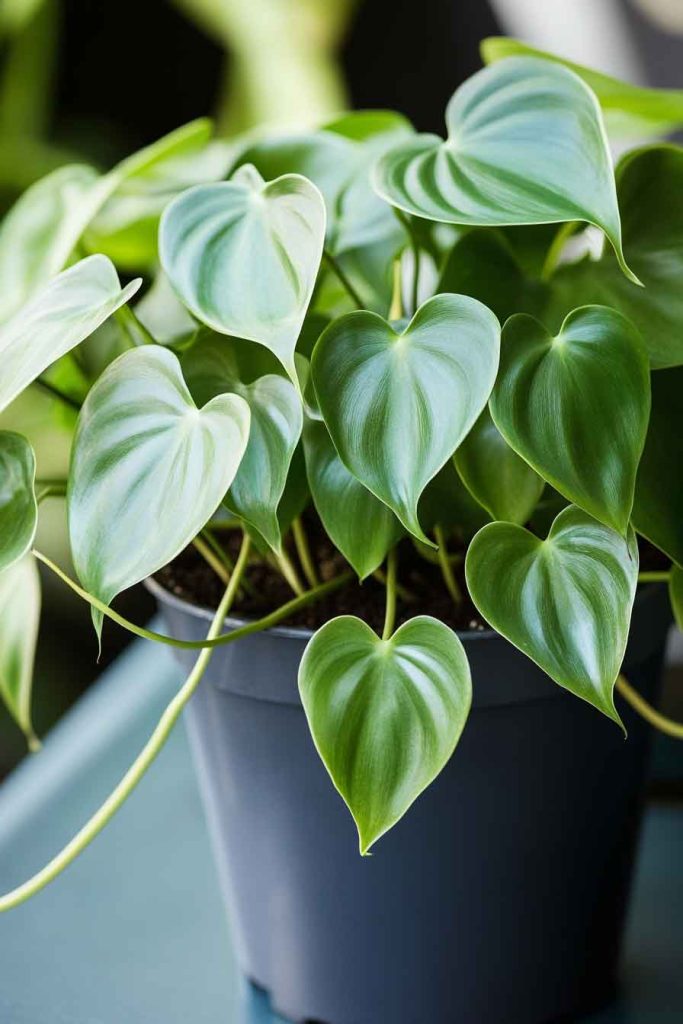 Philodendron