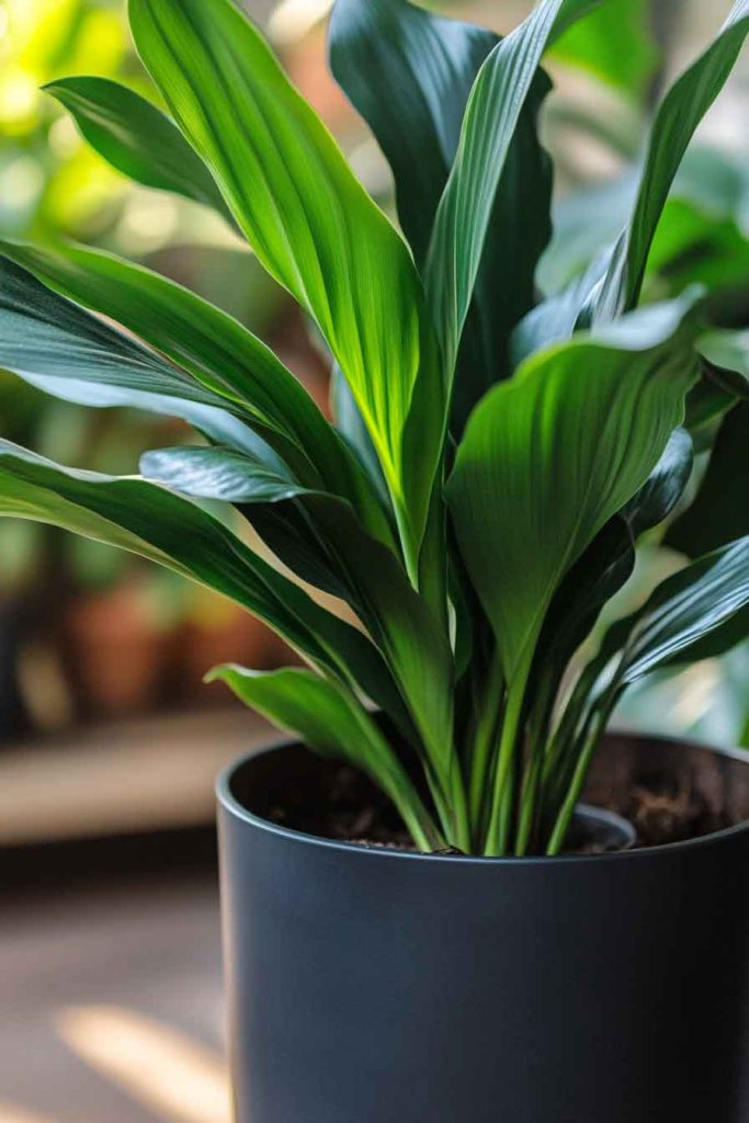 Cast Iron Plant (Aspidistra)