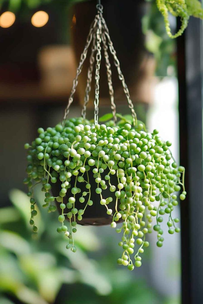 String of Pearls