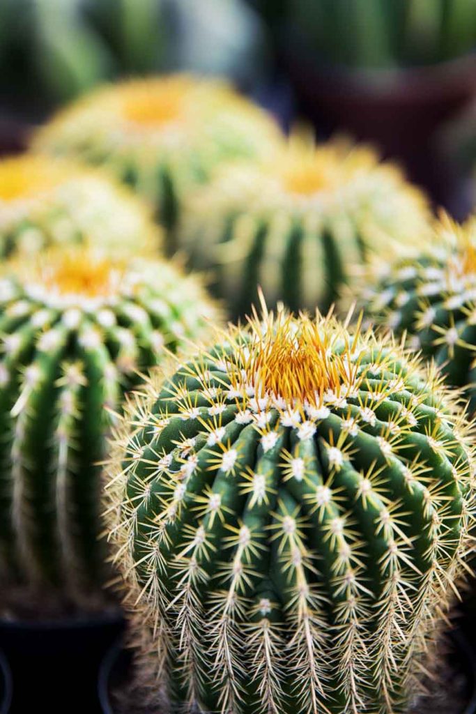Cactus Varieties