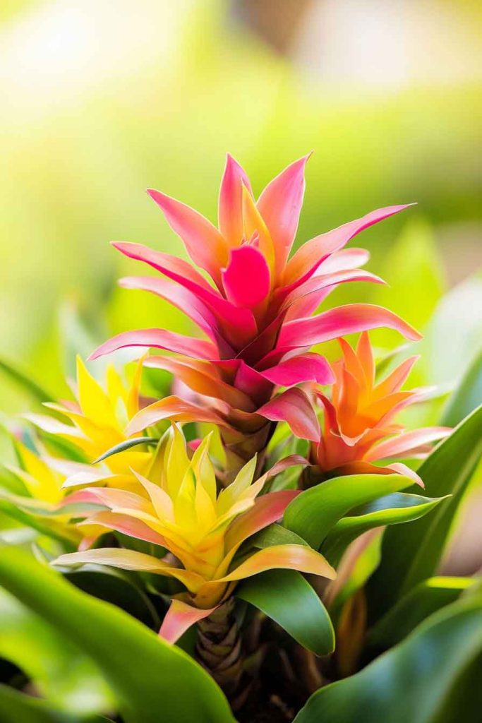 Bromeliad