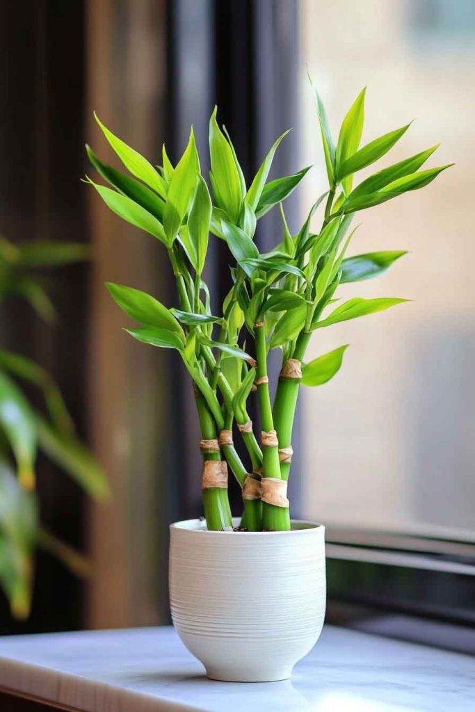 Lucky Bamboo