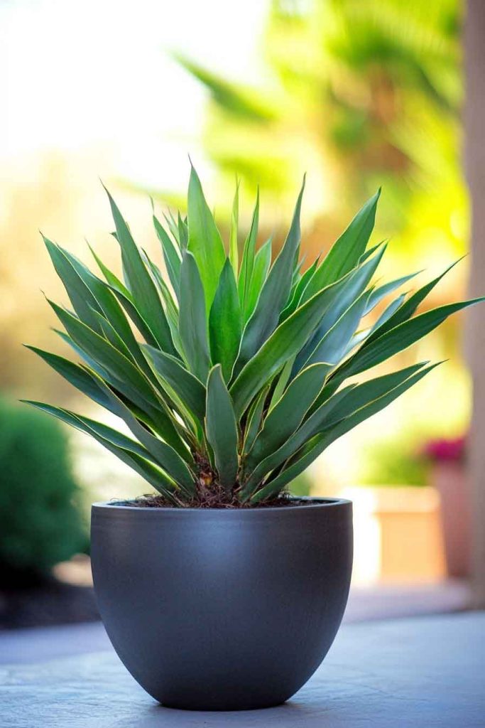 Yucca