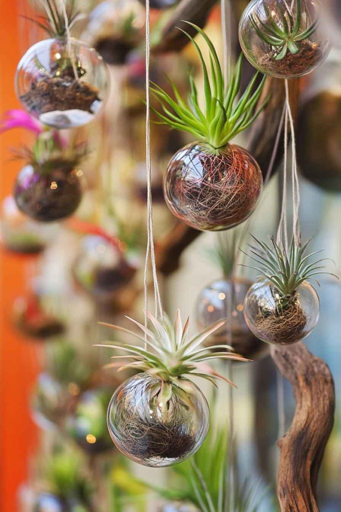 Air Plants (Tillandsia)