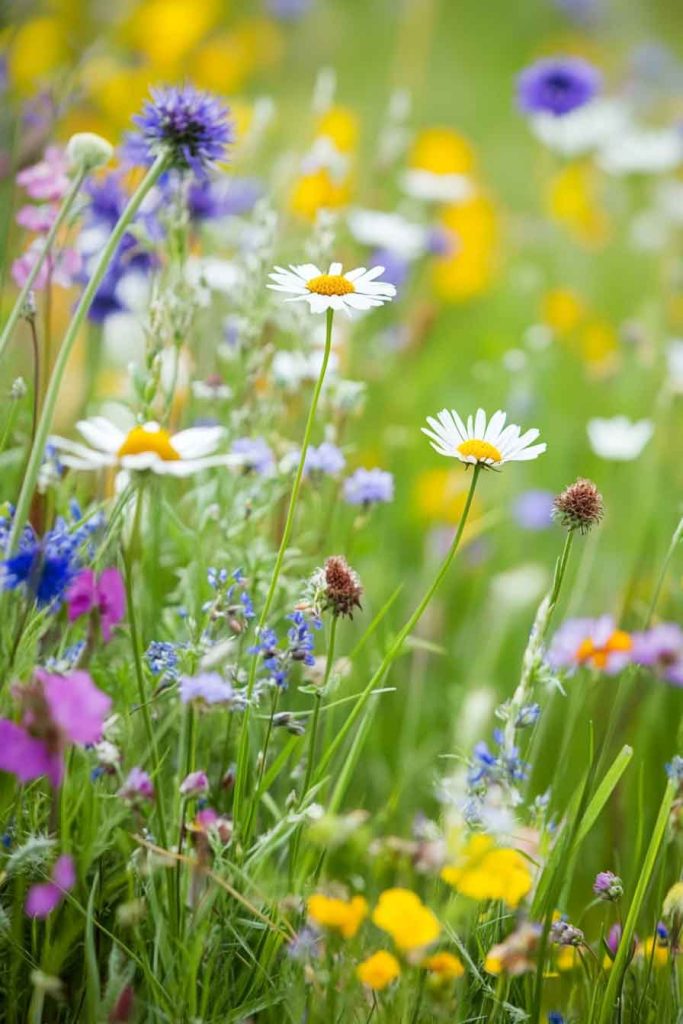 Wildflower Meadows