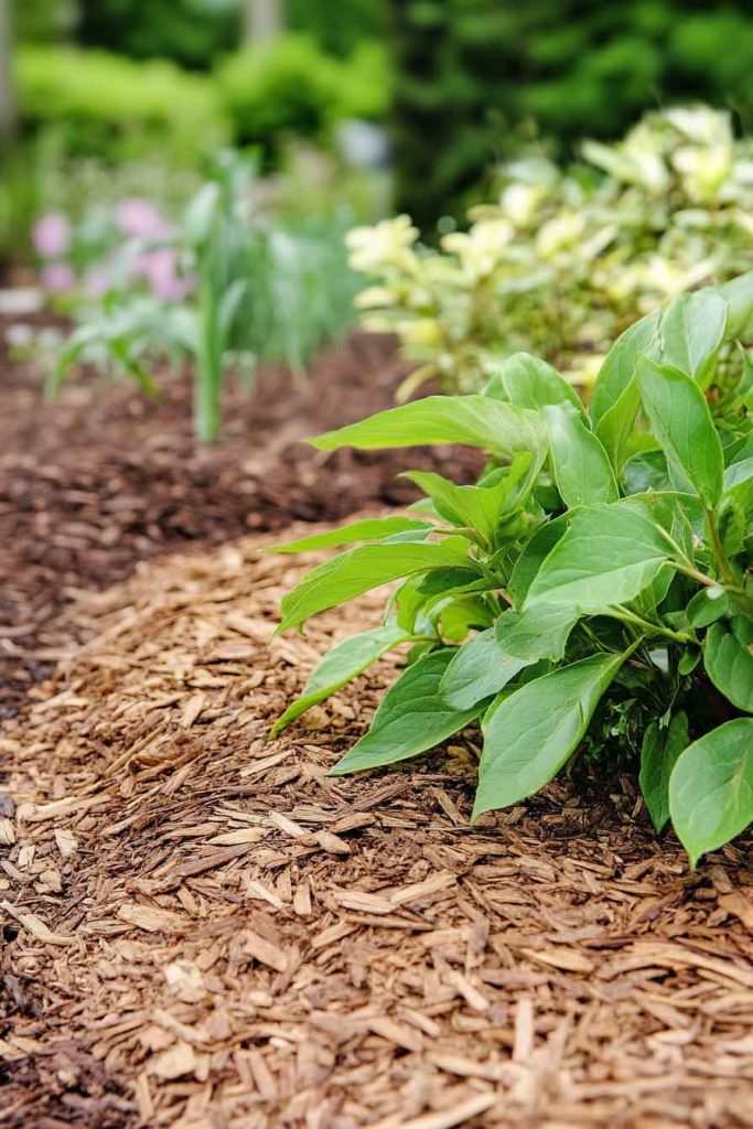 Natural Mulches