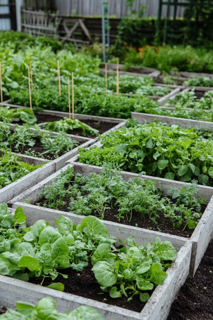 Square Foot Garden Bed