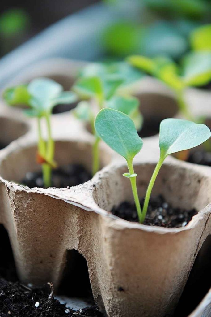 Use Egg Cartons for Seed Starting