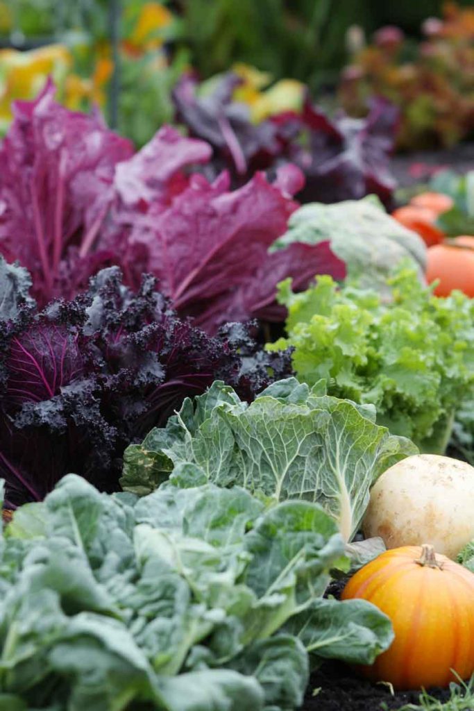 Cooler Growing Conditions