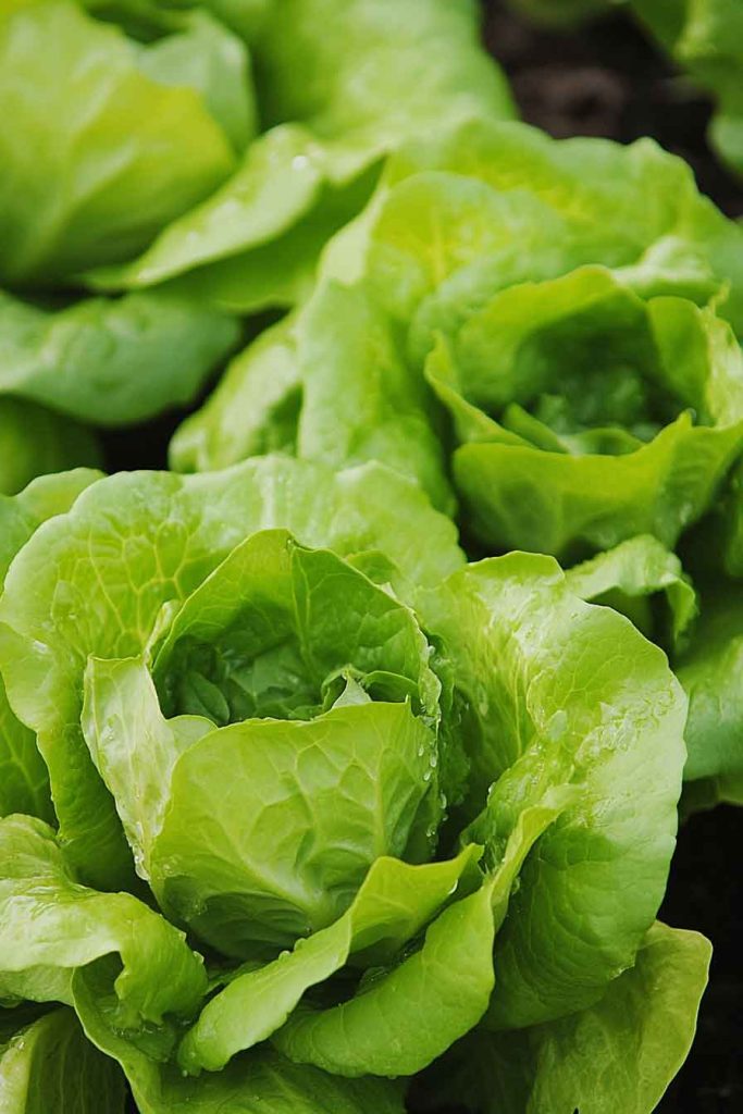 Lettuce