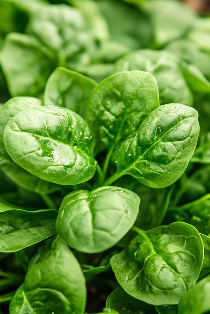 Spinach