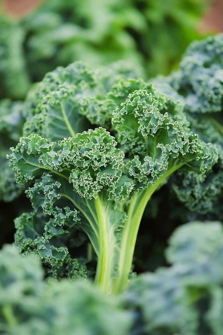 28 Fall Garden Vegetables Ideas