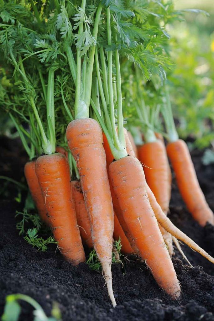 Carrots
