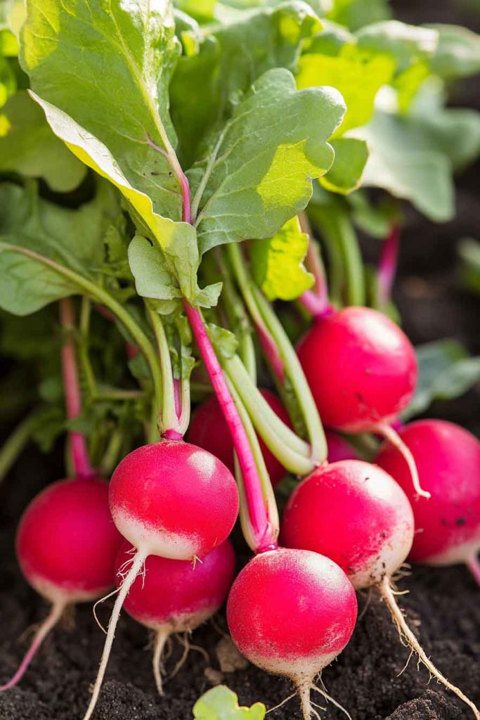 Radishes