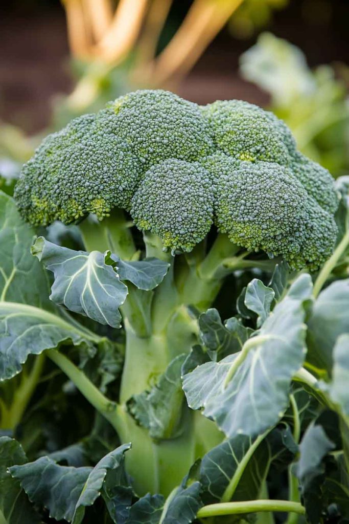 Broccoli