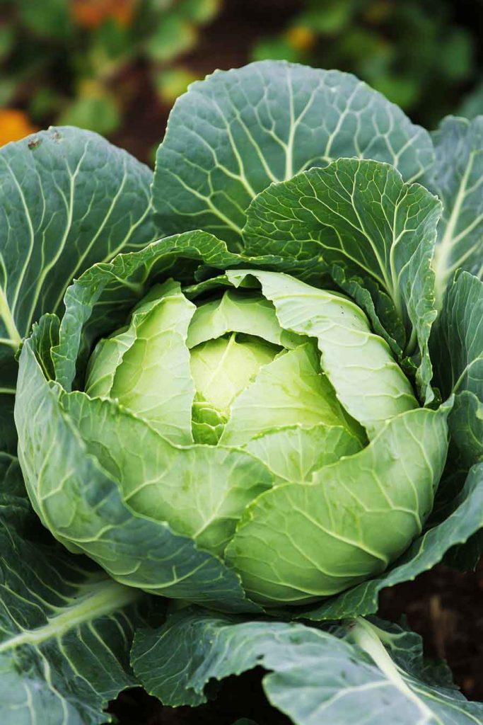 Cabbage