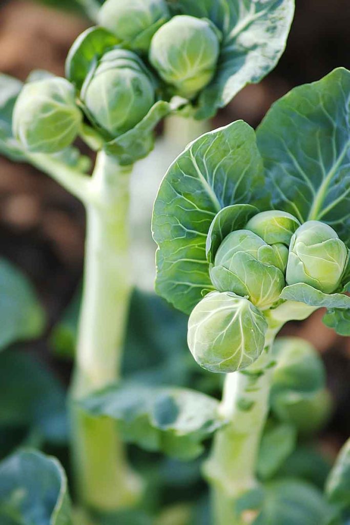 Brussels Sprouts