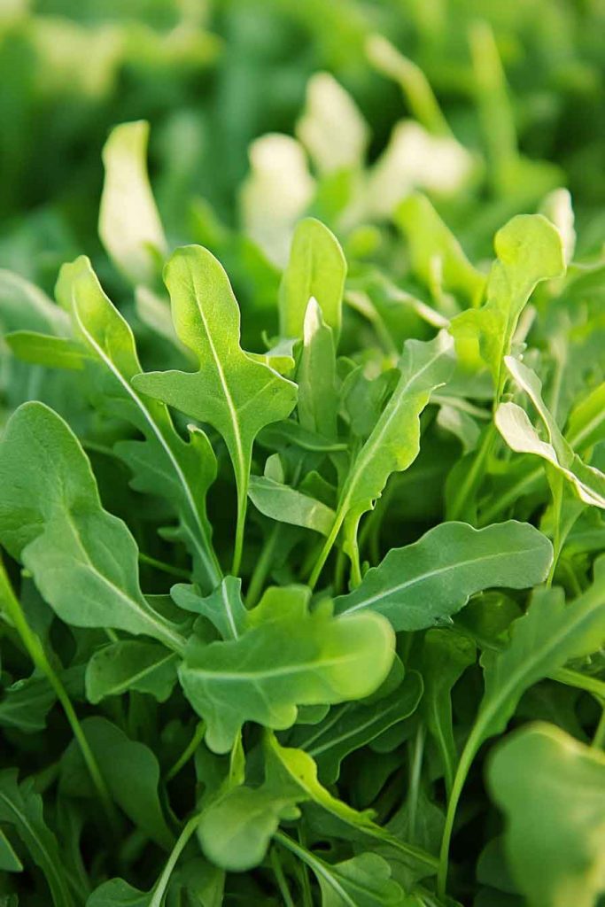 Arugula