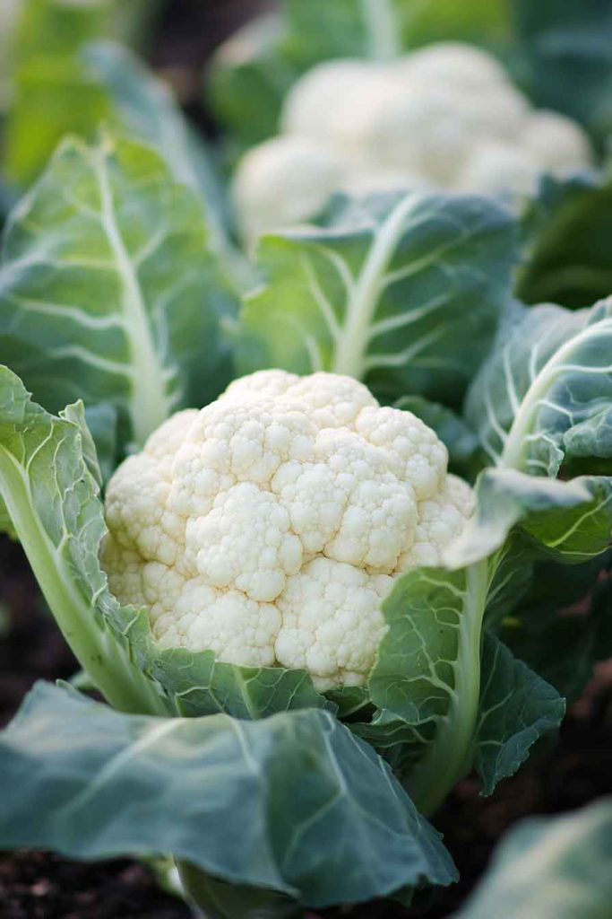 Cauliflower