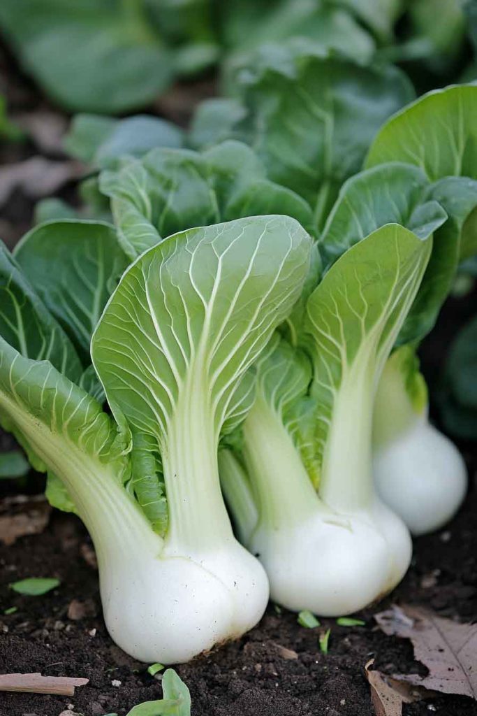 Bok Choy
