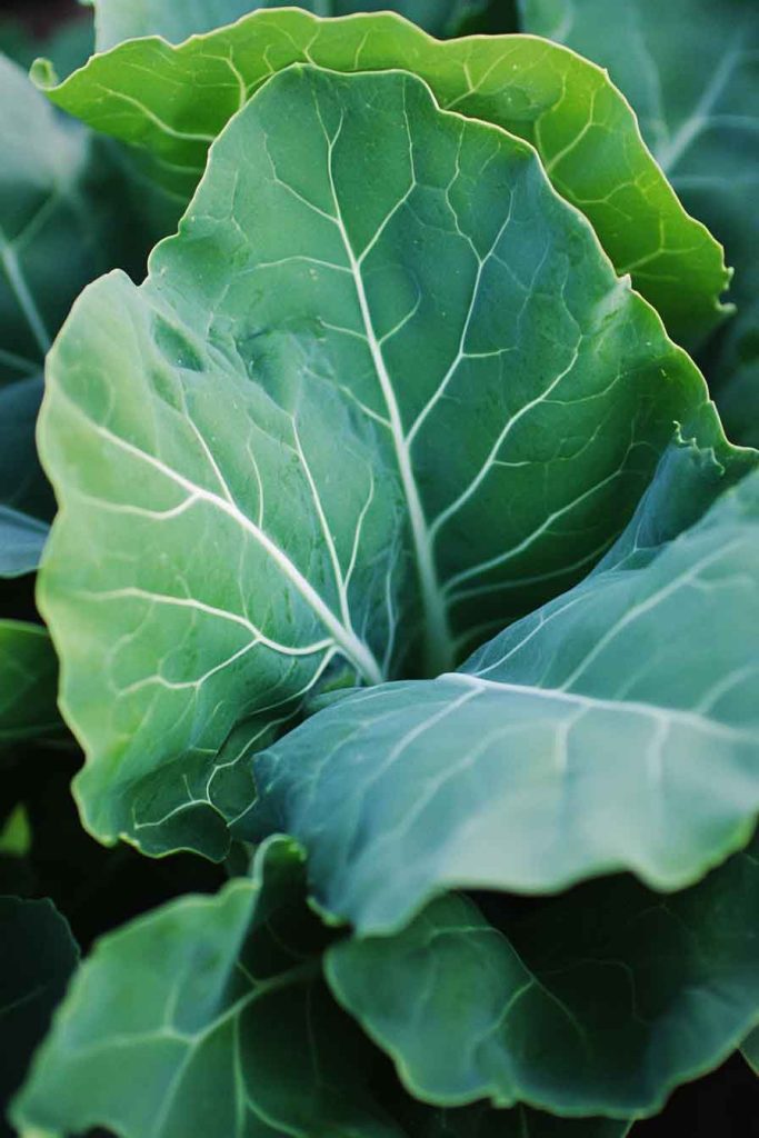 Collard Greens