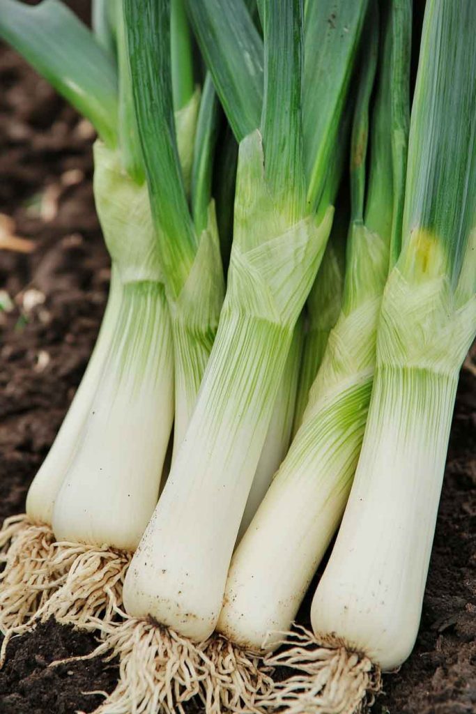 Leeks