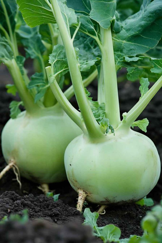 Kohlrabi