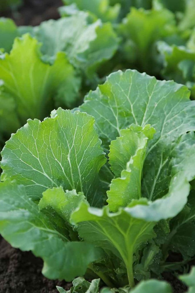 Mustard Greens