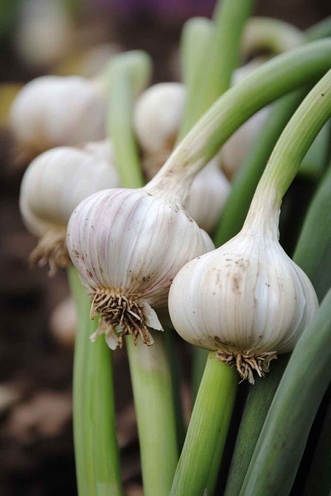 Garlic
