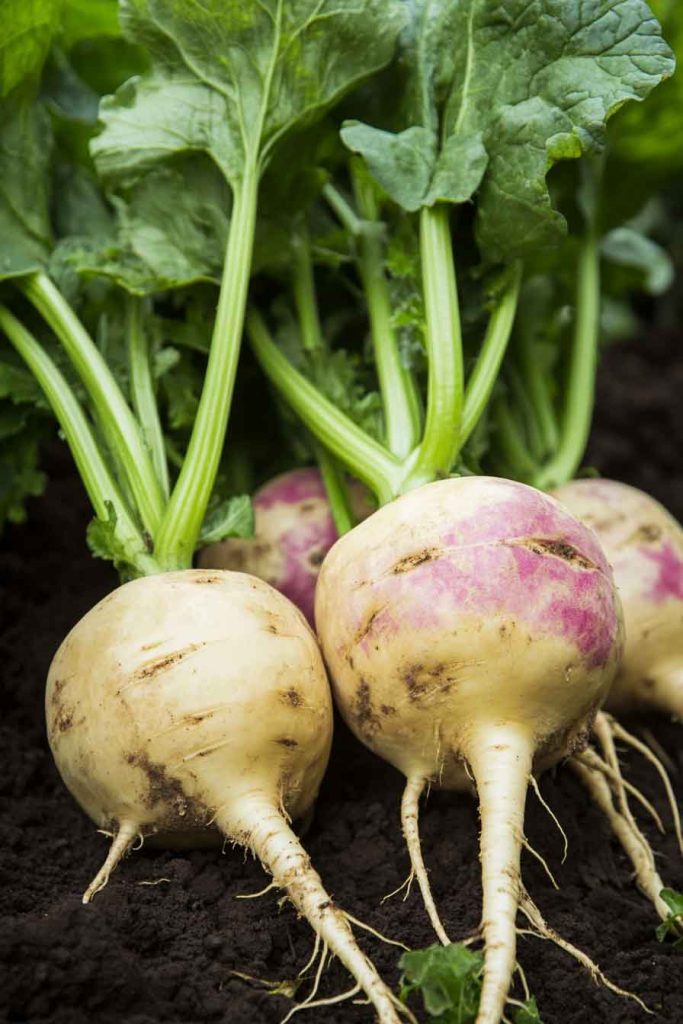 Rutabaga