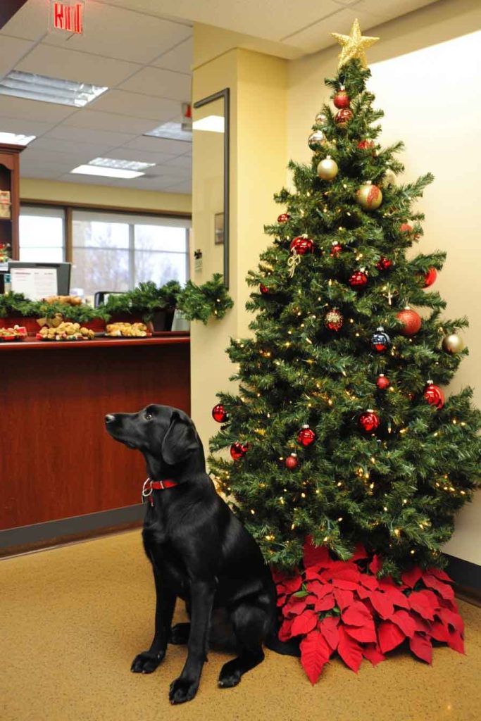 Veterinary Office with Pet-Friendly Fun