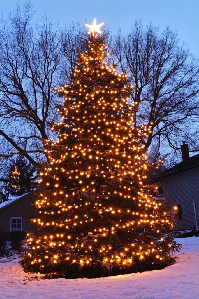 Large Lighted Christmas Tree in Front Yard