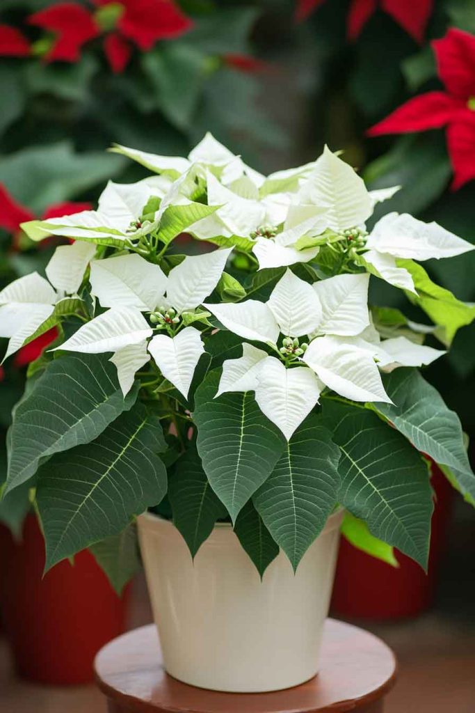 White Poinsettia Plants